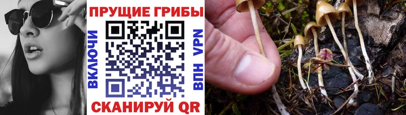 Галлюциногенные грибы Psilocybine cubensis Партизанск