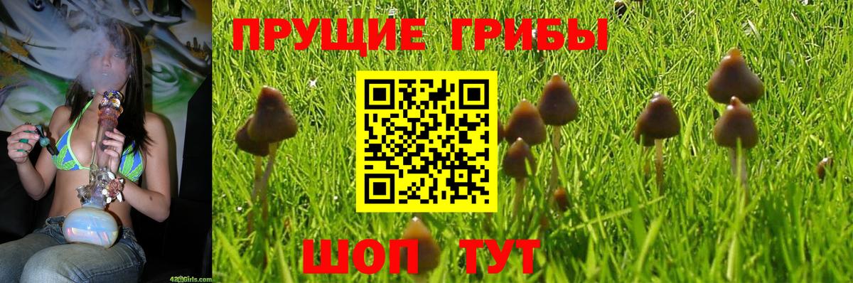 Партизанск  Псилоцибиновые грибы Psilocybe  Вход с VPN 